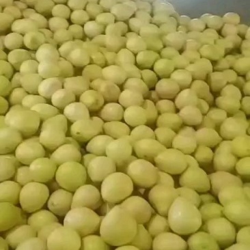 红心柚