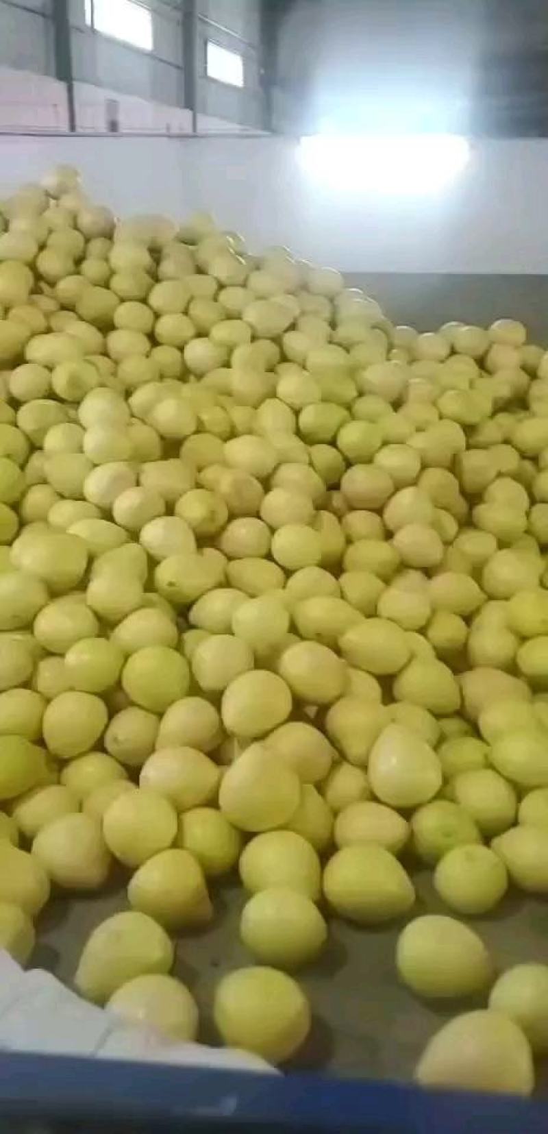 红心柚
