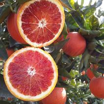 新品种塔罗科血橙苗一年新苗包正宗，假一賠50~80cm