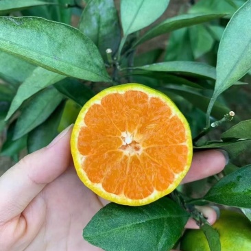 诚信接待每一位客户是我的职责所在品质有保障，自产自销！