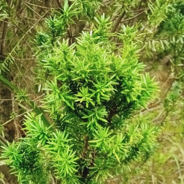曼地亚红豆杉大小苗都有量大价格便宜退林还耕