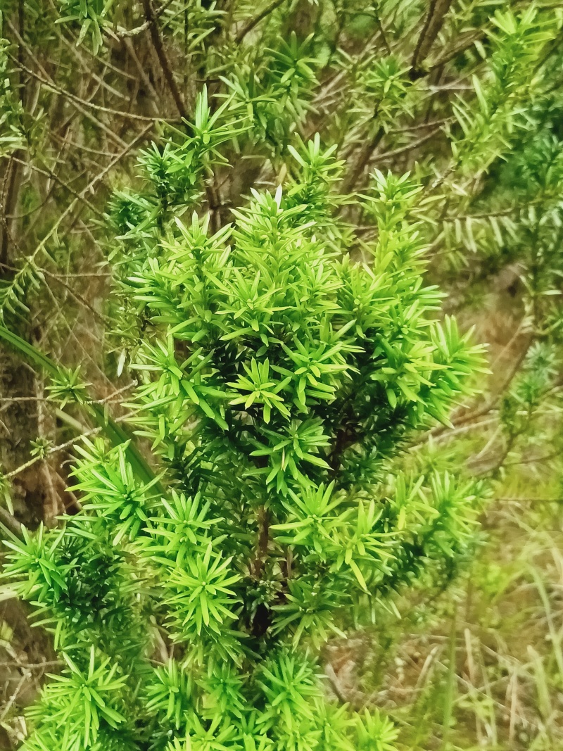 曼地亚红豆杉大小苗都有量大价格便宜退林还耕