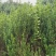 曼地亚红豆杉大小苗都有量大价格便宜退林还耕