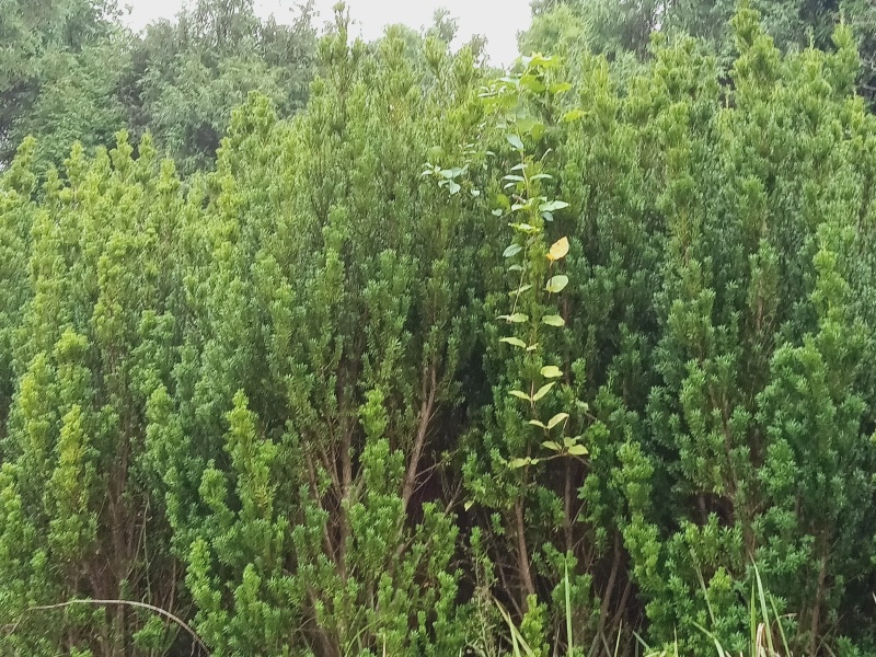 曼地亚红豆杉大小苗都有量大价格便宜退林还耕
