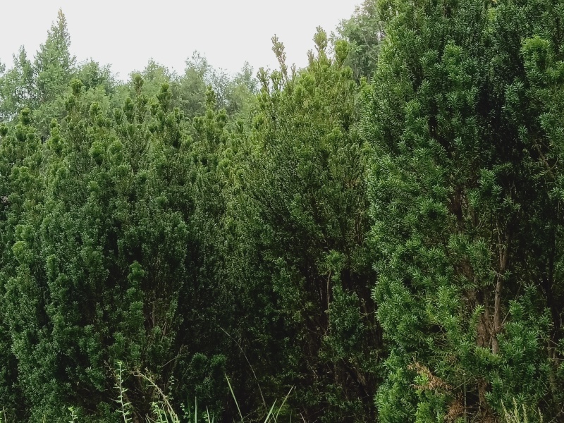 曼地亚红豆杉大小苗都有量大价格便宜退林还耕