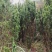 曼地亚红豆杉大小苗都有量大价格便宜退林还耕