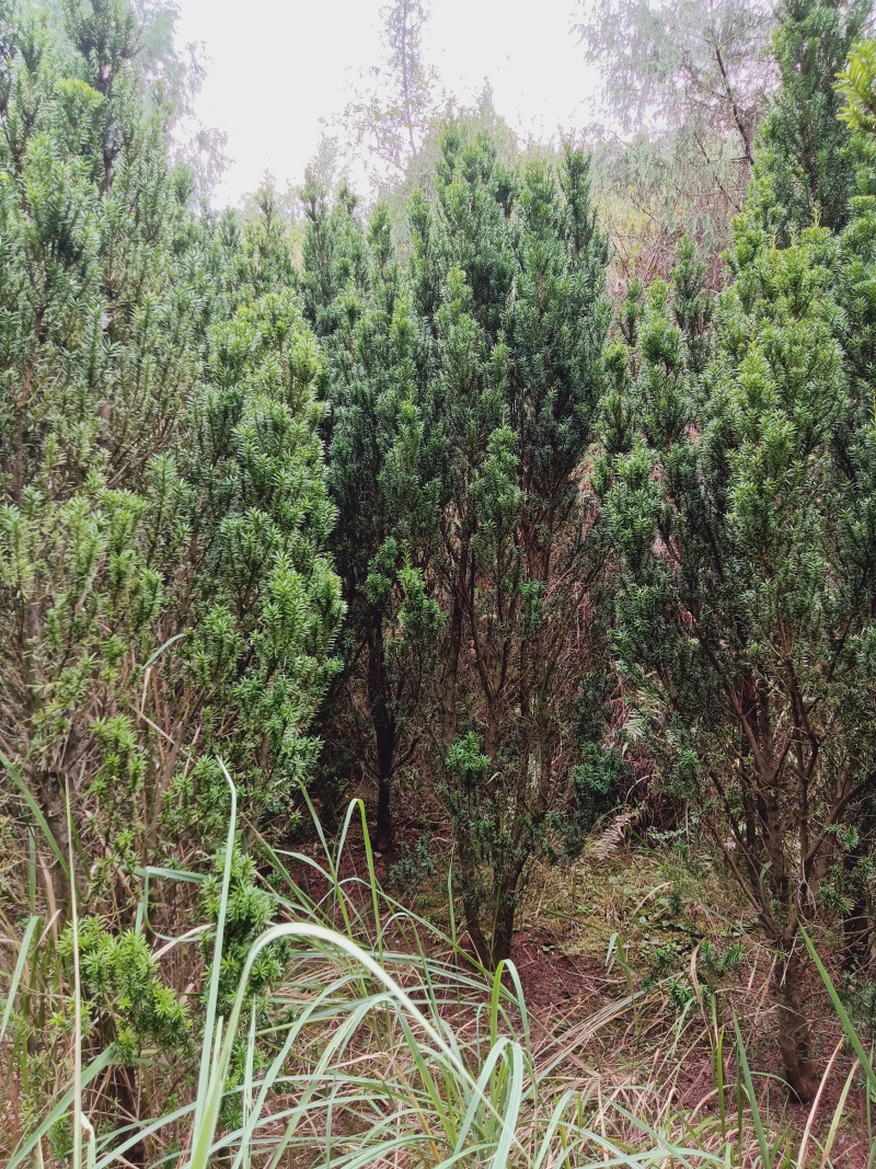 曼地亚红豆杉大小苗都有量大价格便宜退林还耕