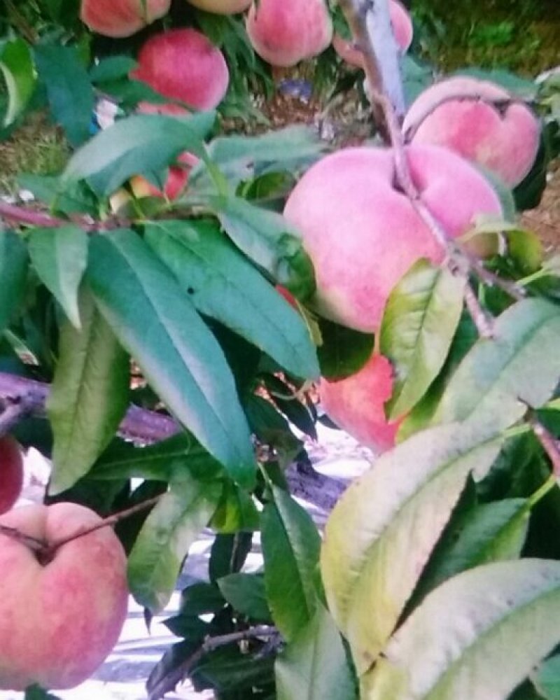 山坡的中华寿桃以成熟特别甜