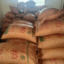 云南老品种小粒软籽黑花生
