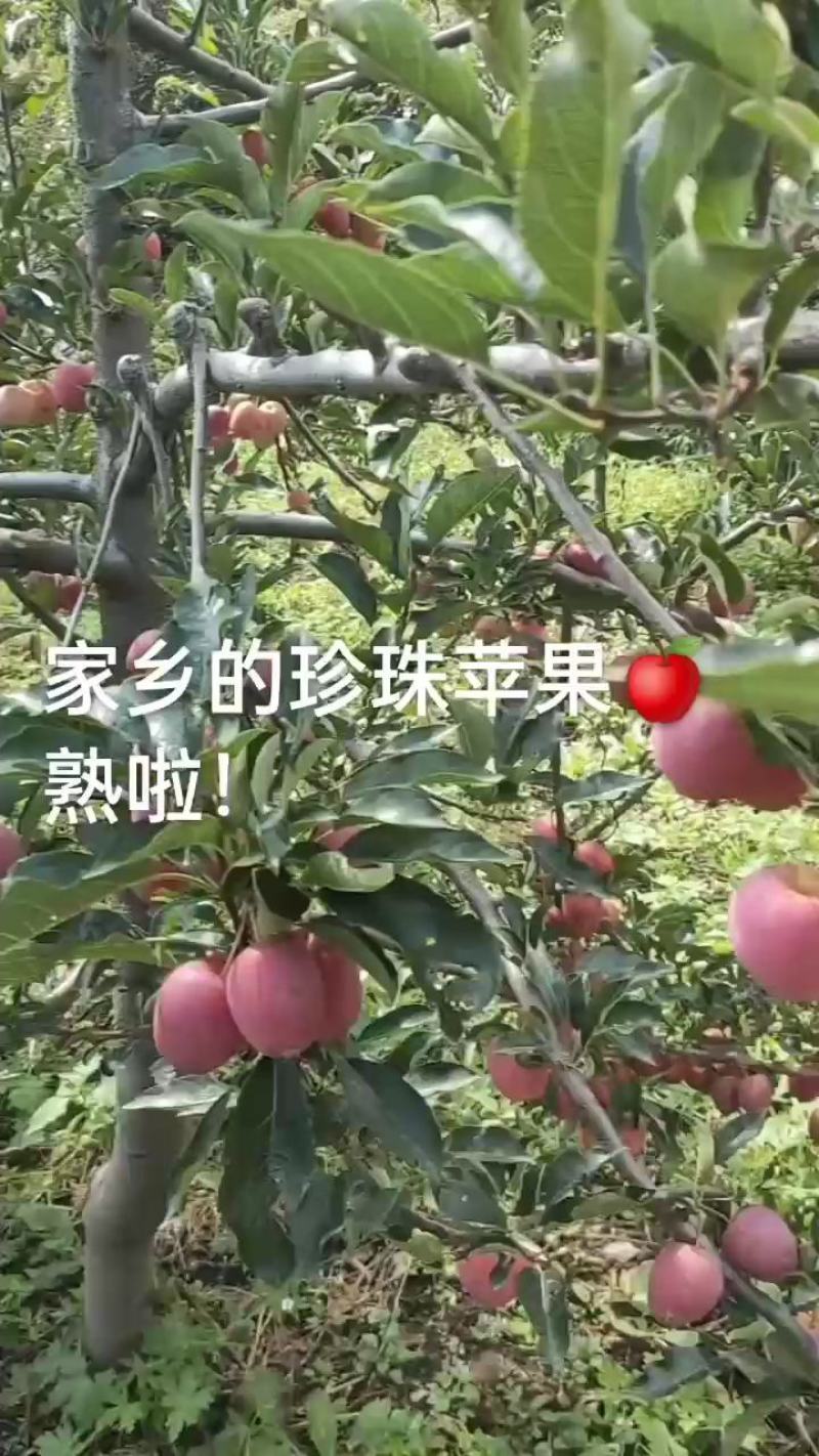 承德国光苹果，酸甜可口