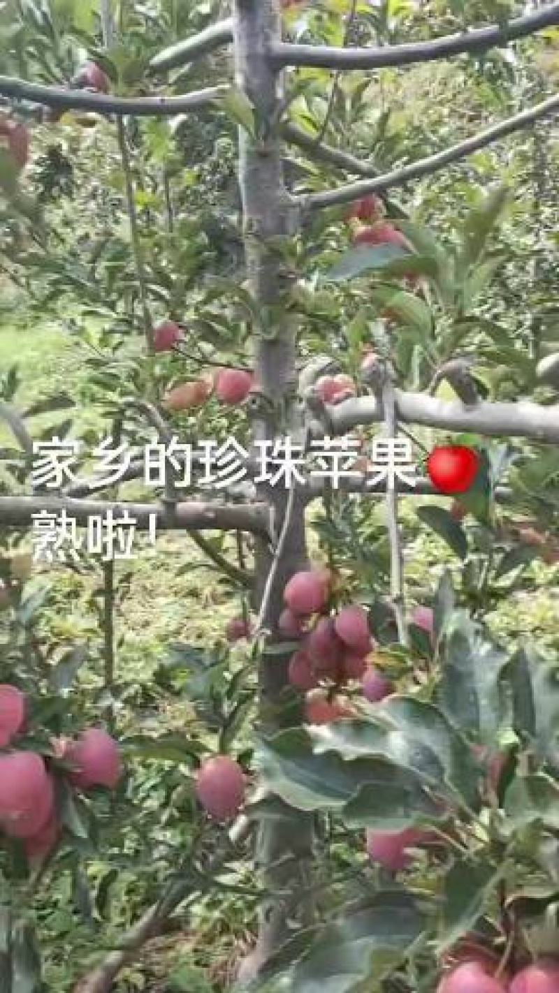 承德国光苹果，酸甜可口