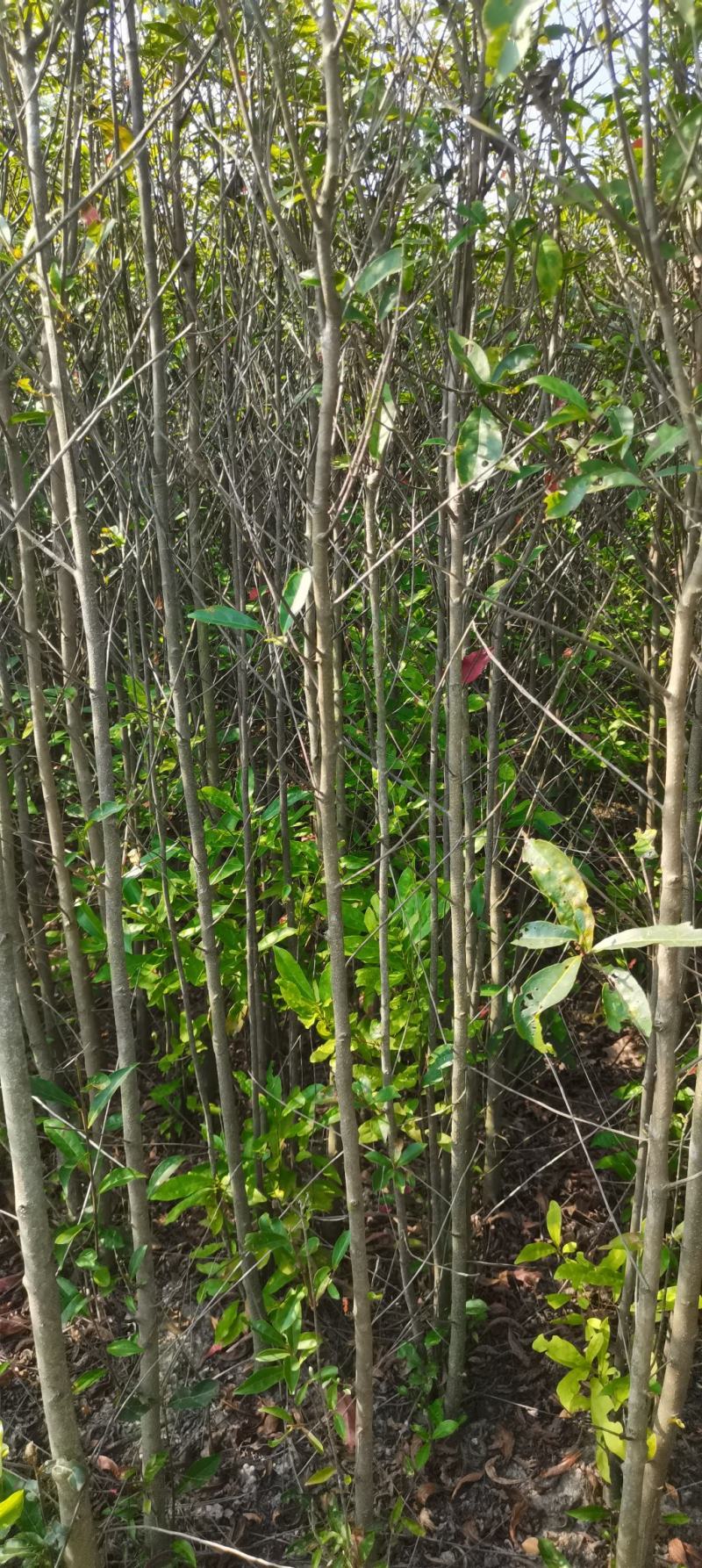 3年生杜英苗，地径2-3公分，江西杜英大量供应