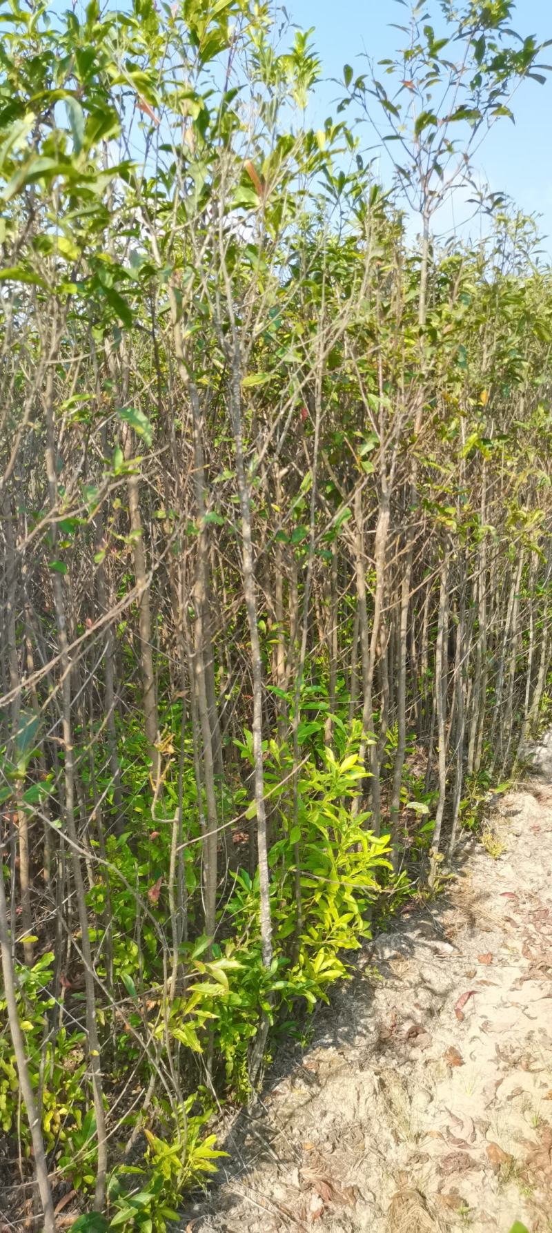 3年生杜英苗，地径2-3公分，江西杜英大量供应