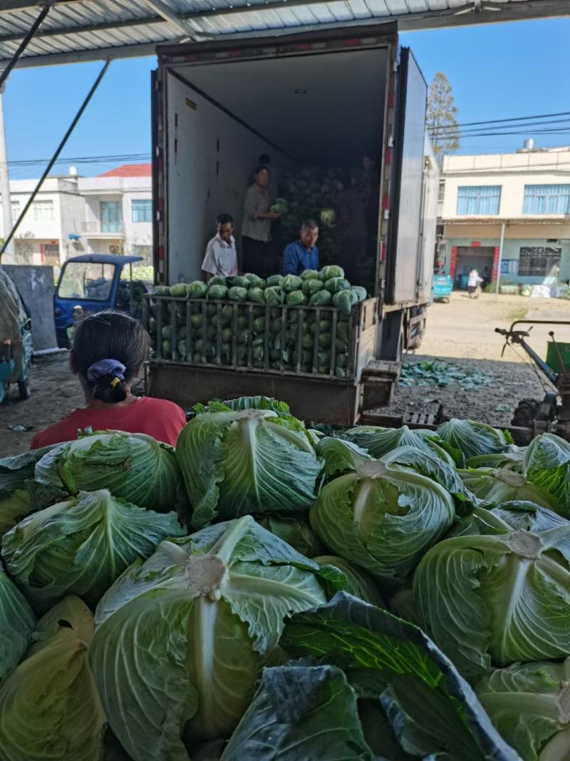 湖北天门早包菜甘蓝产地直发一手货源质量保证欢迎来电咨询
