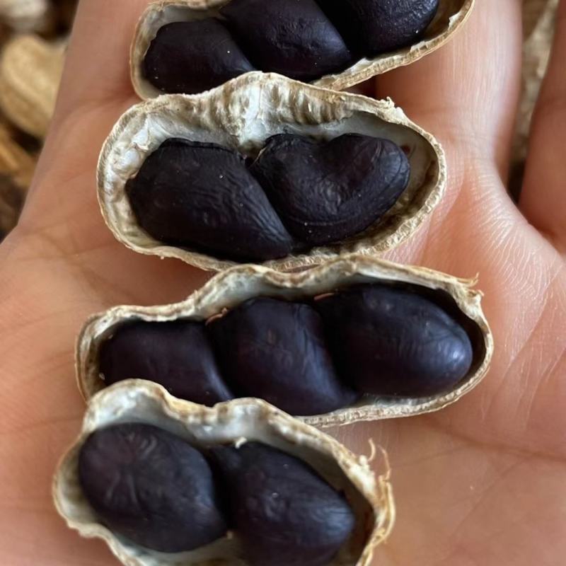 云南老品种小粒软籽黑花生