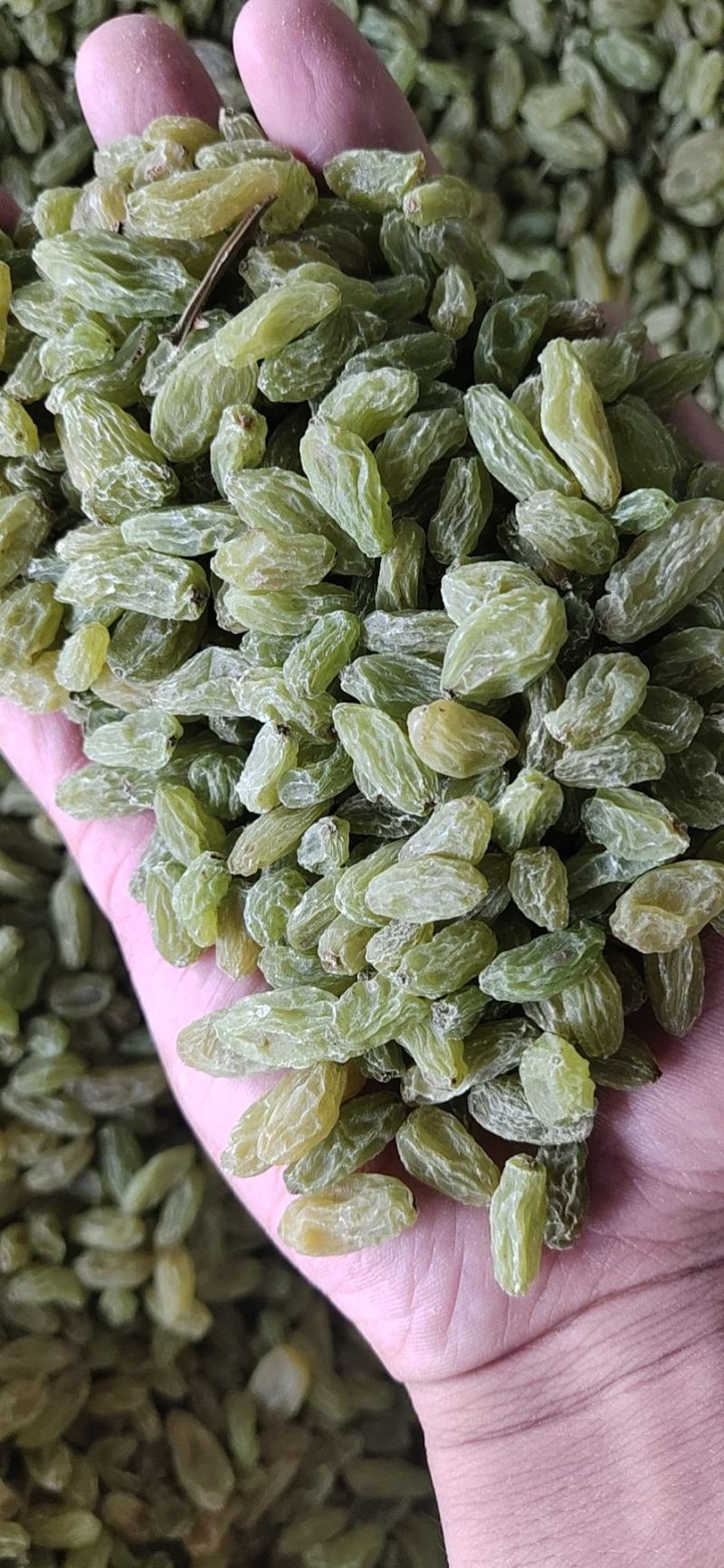 新疆吐鲁番葡萄干原产地发货大颗粒中颗粒小颗粒