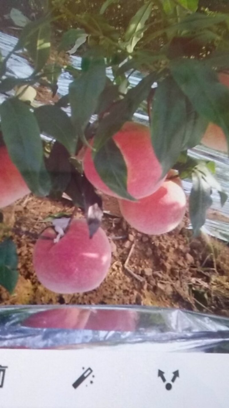 山坡的中华寿桃以成熟特别甜