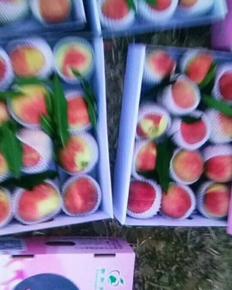 山坡的中华寿桃以成熟特别甜