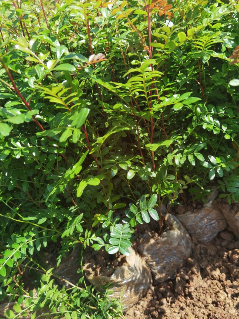 清香木，30分高清香木杯苗，云南苗圃直销，