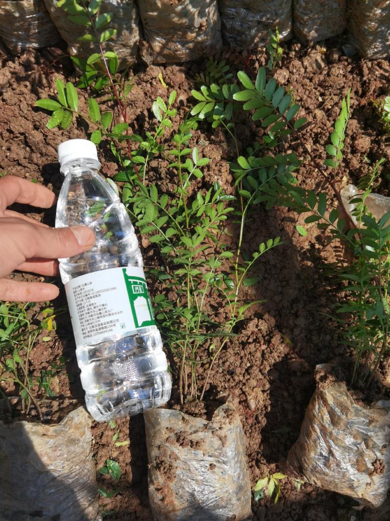 清香木，30分高清香木杯苗，云南苗圃直销，