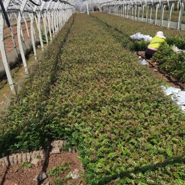 清香木，30分高清香木杯苗，云南苗圃直销，