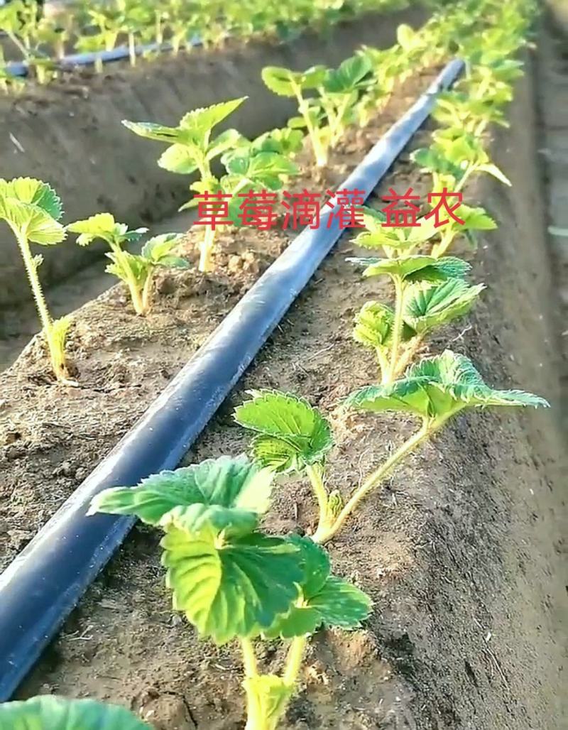 微喷带高压雾化微喷水带直径28--63毫米喷灌带