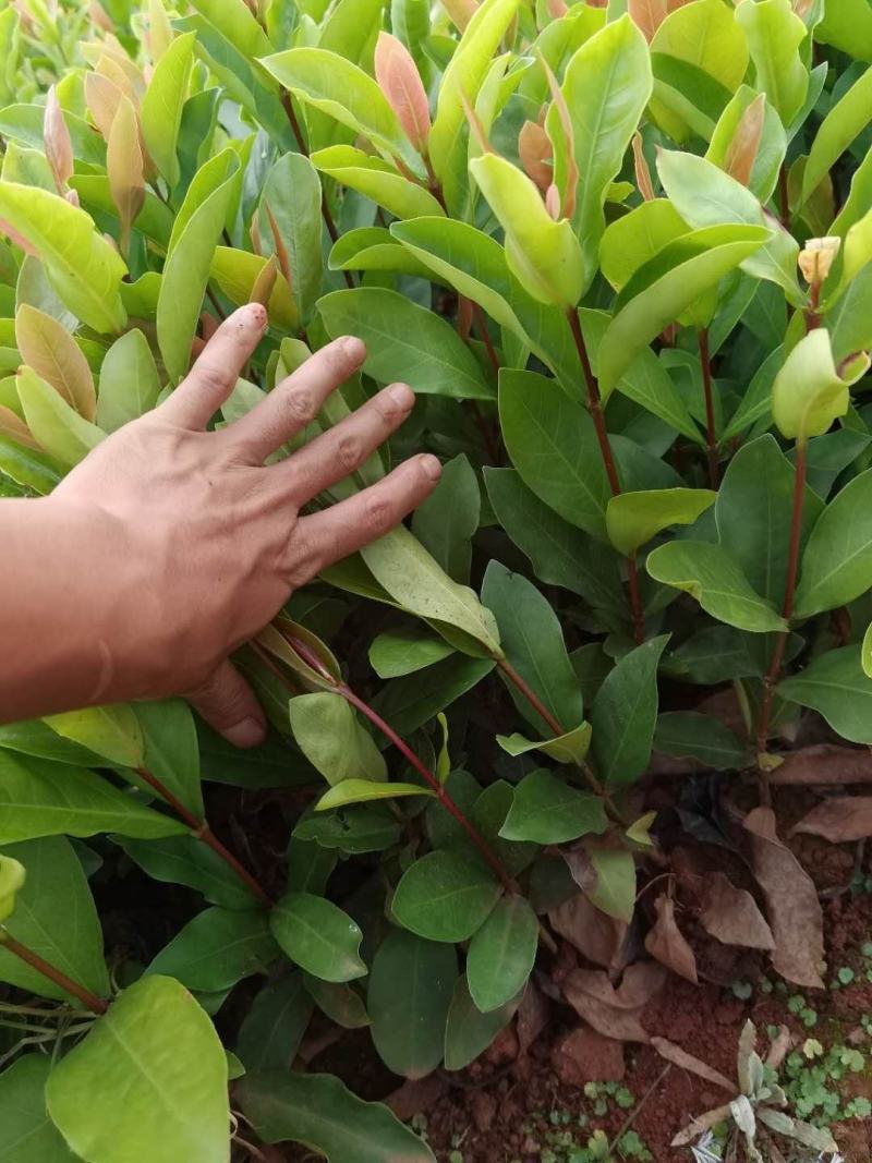 龙船花，云南苗圃直销，龙船花杯苗，一手货源
