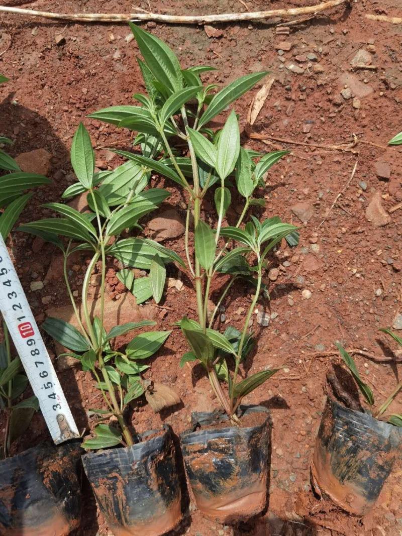 巴西野牡丹野牡丹一手货源野牡丹杯苗野牡丹种植基地