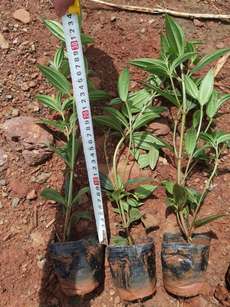 巴西野牡丹野牡丹一手货源野牡丹杯苗野牡丹种植基地