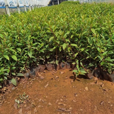 巴西野牡丹野牡丹一手货源野牡丹杯苗野牡丹种植基地