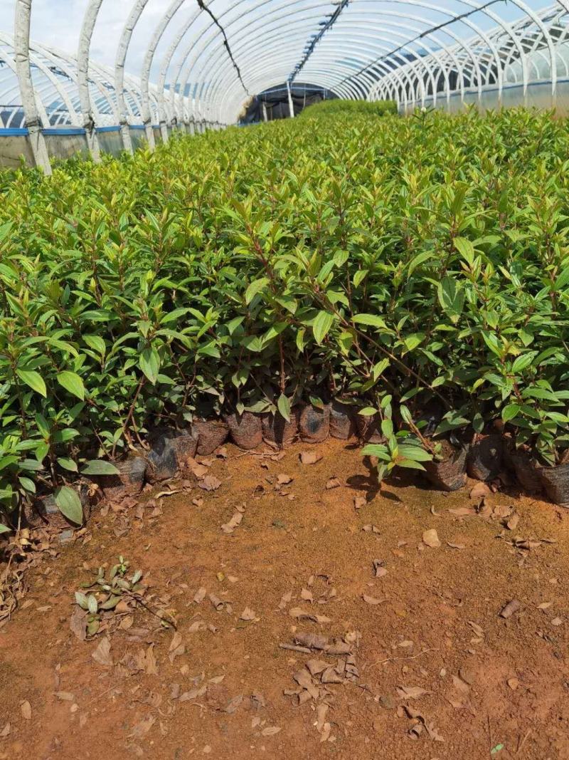 巴西野牡丹野牡丹一手货源野牡丹杯苗野牡丹种植基地