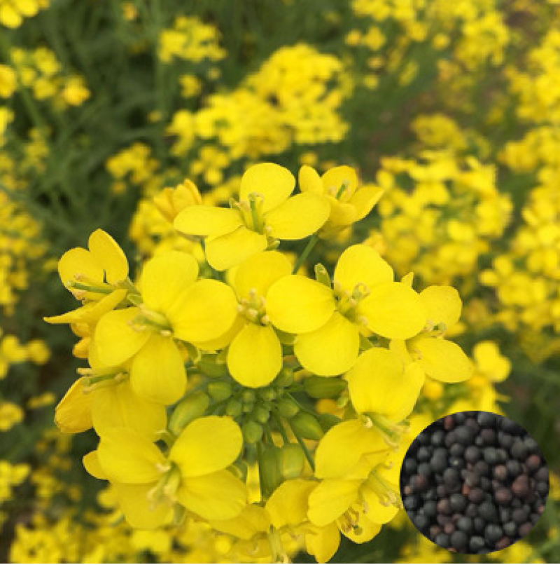 油菜籽四季油菜籽观赏型油菜花种子高产榨油油菜籽易种易存活