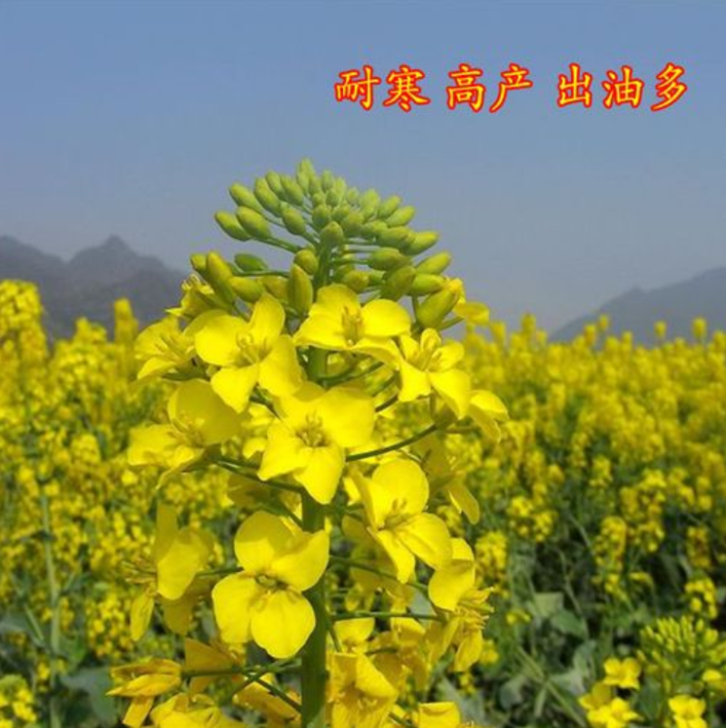 油菜籽四季油菜籽观赏型油菜花种子高产榨油油菜籽易种易存活