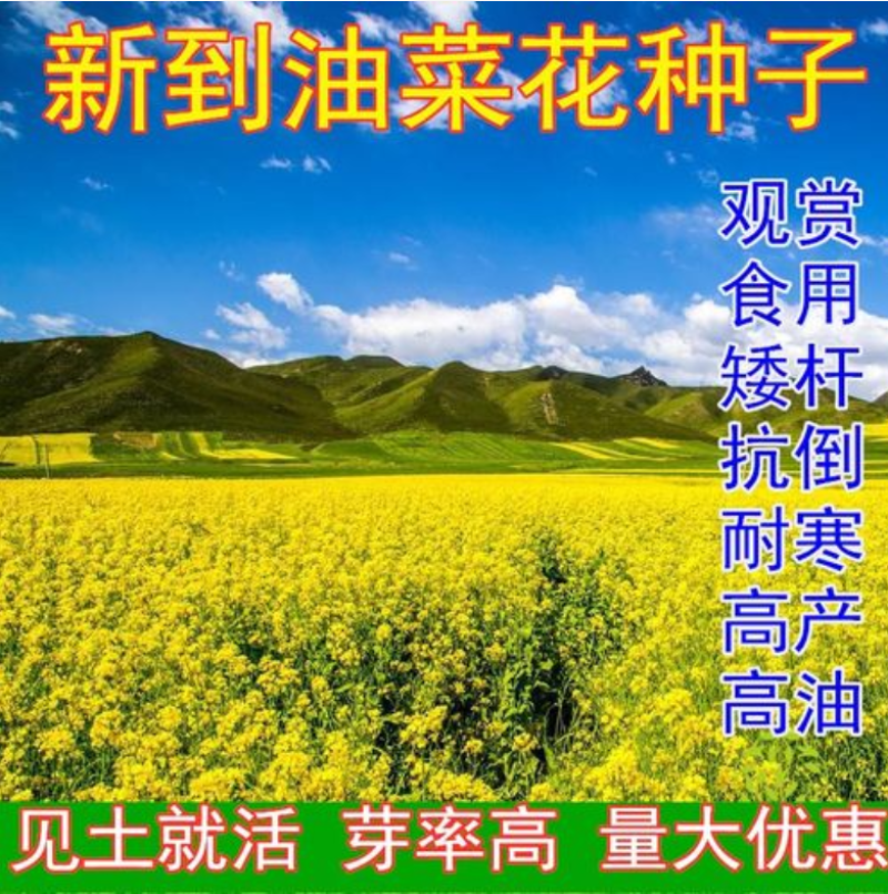 油菜籽四季油菜籽观赏型油菜花种子高产榨油油菜籽易种易存活
