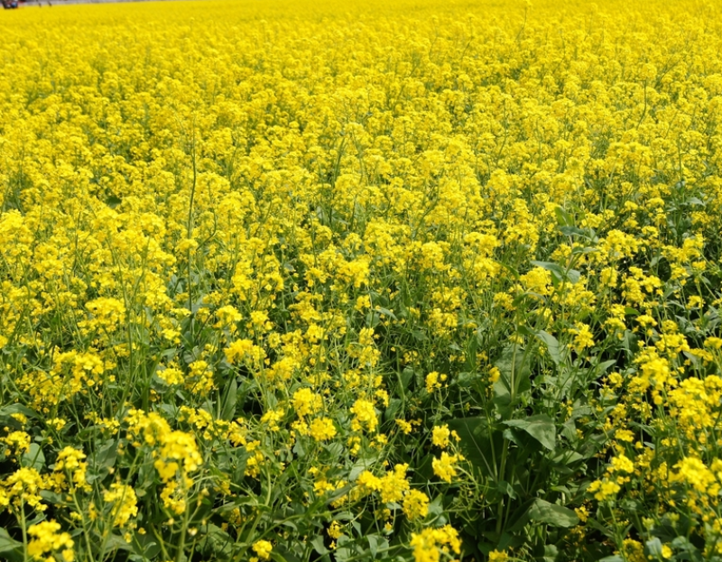 油菜籽四季油菜籽观赏型油菜花种子高产榨油油菜籽易种易存活