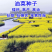 油菜籽四季油菜籽观赏型油菜花种子高产榨油油菜籽易种易存活