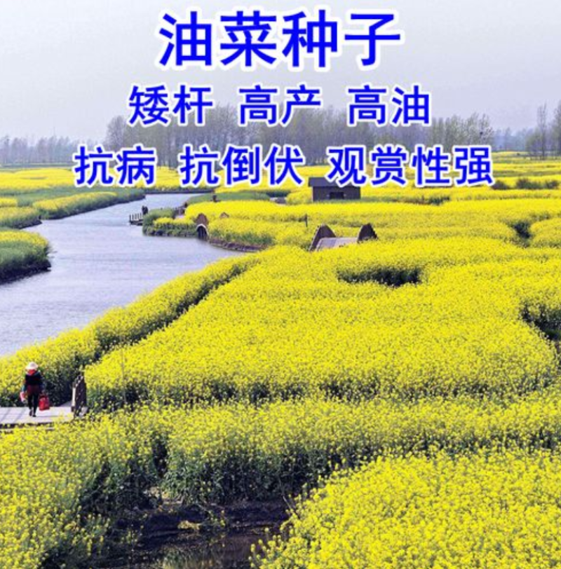 油菜籽四季油菜籽观赏型油菜花种子高产榨油油菜籽易种易存活