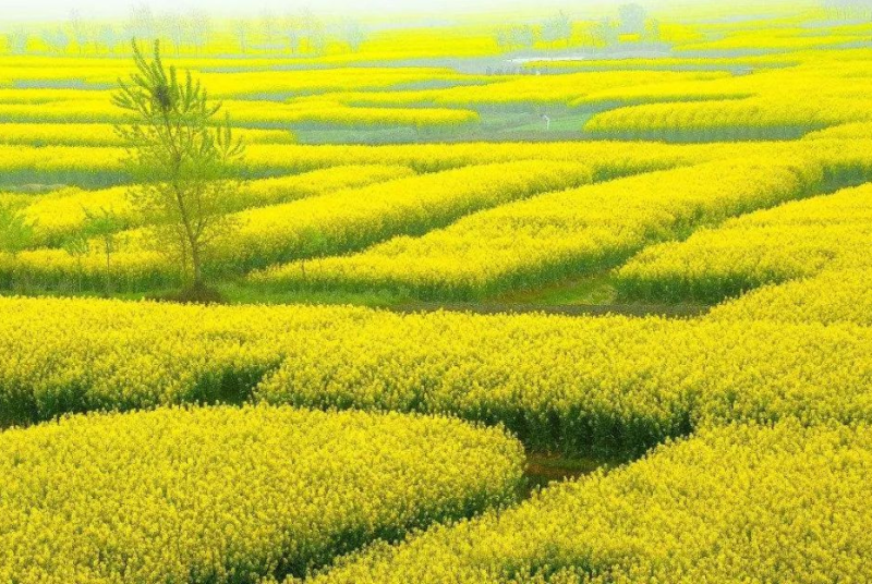 油菜籽四季油菜籽观赏型油菜花种子高产榨油油菜籽易种易存活