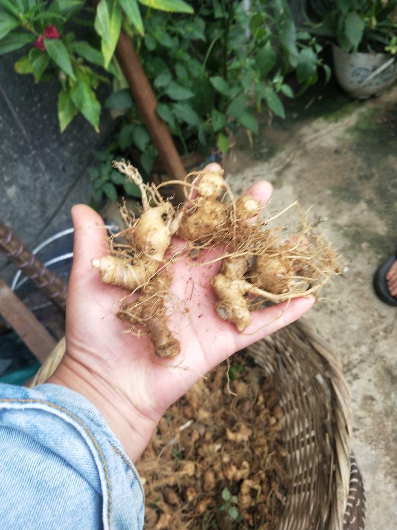 竹节参小苗全年供应，自产自销，包教技术欢迎各位老板实地考