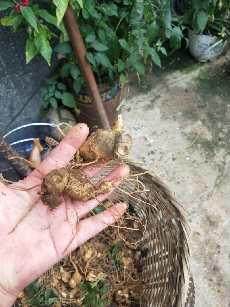竹节参小苗全年供应，自产自销，包教技术欢迎各位老板实地考