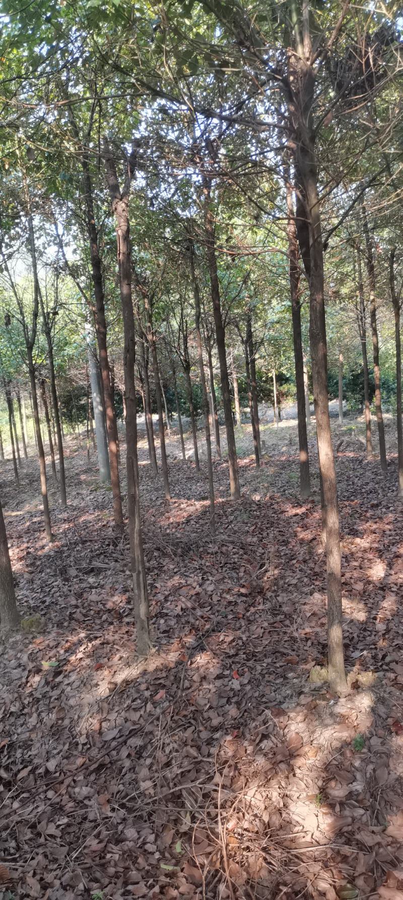 苗圃长期供应大小规格香樟，8公分香樟江西直供，精美树形