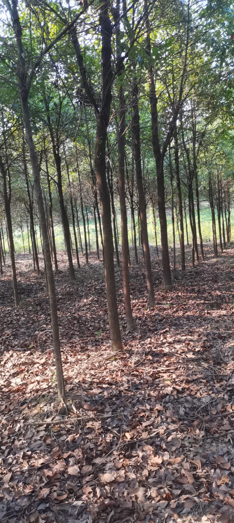 苗圃长期供应大小规格香樟，8公分香樟江西直供，精美树形