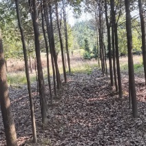 苗圃长期供应大小规格香樟，8公分香樟江西直供，精美树形