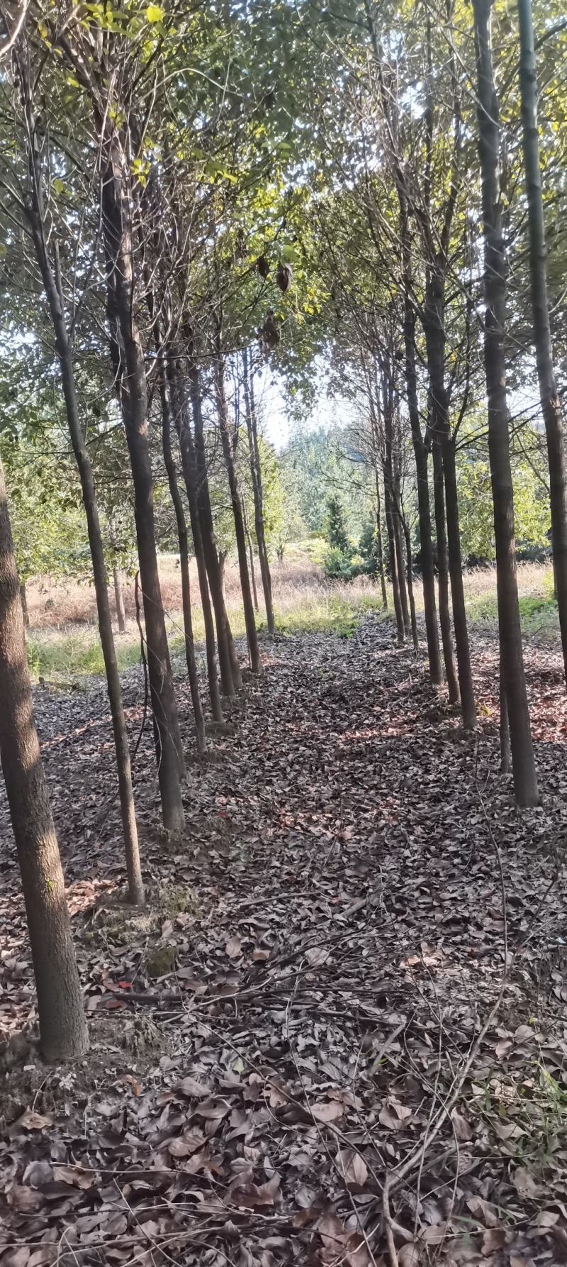 苗圃长期供应大小规格香樟，8公分香樟江西直供，精美树形