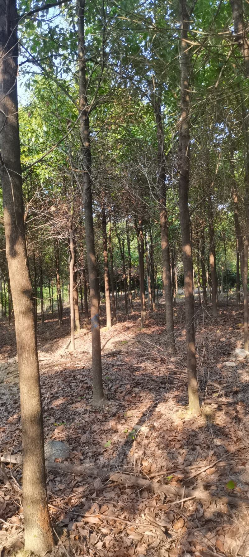 苗圃长期供应大小规格香樟，8公分香樟江西直供，精美树形