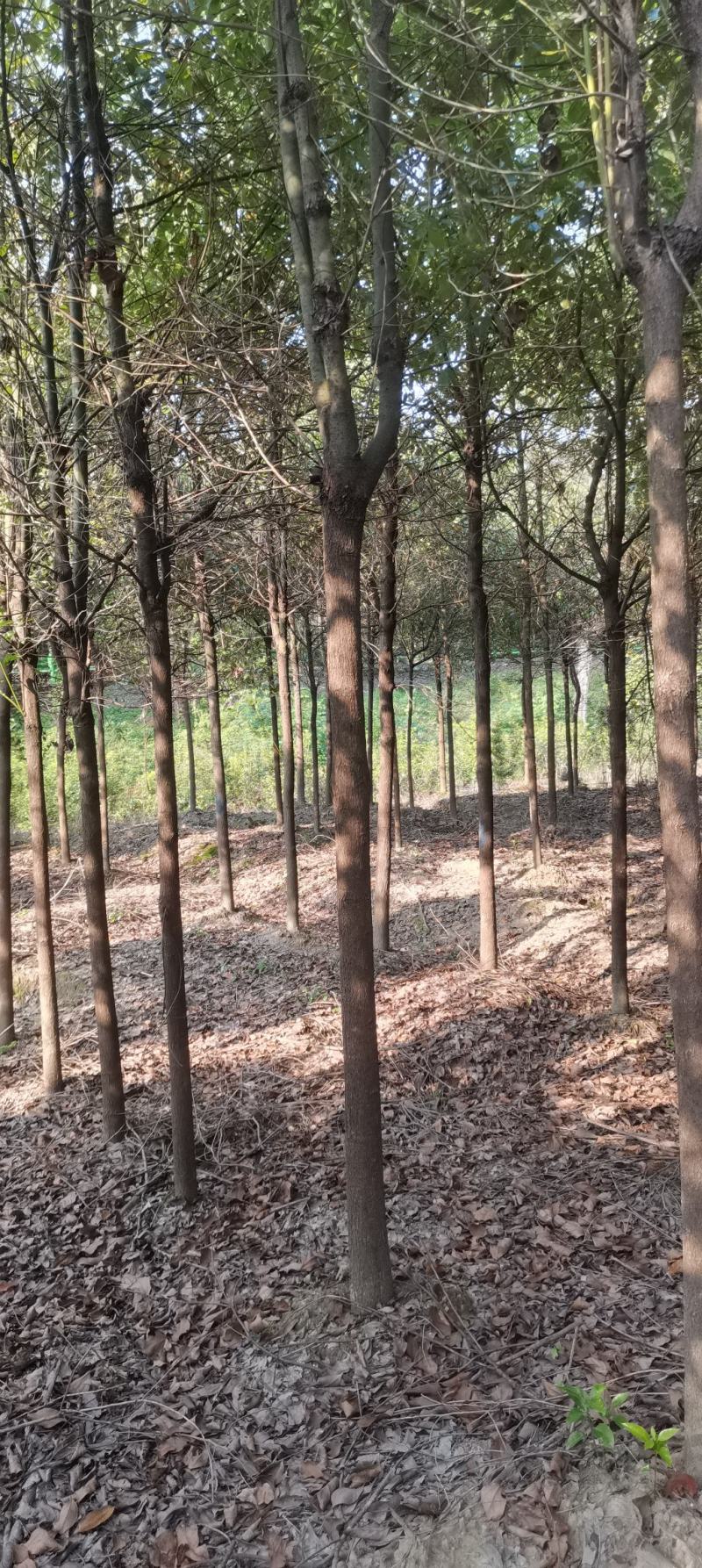 苗圃长期供应大小规格香樟，8公分香樟江西直供，精美树形
