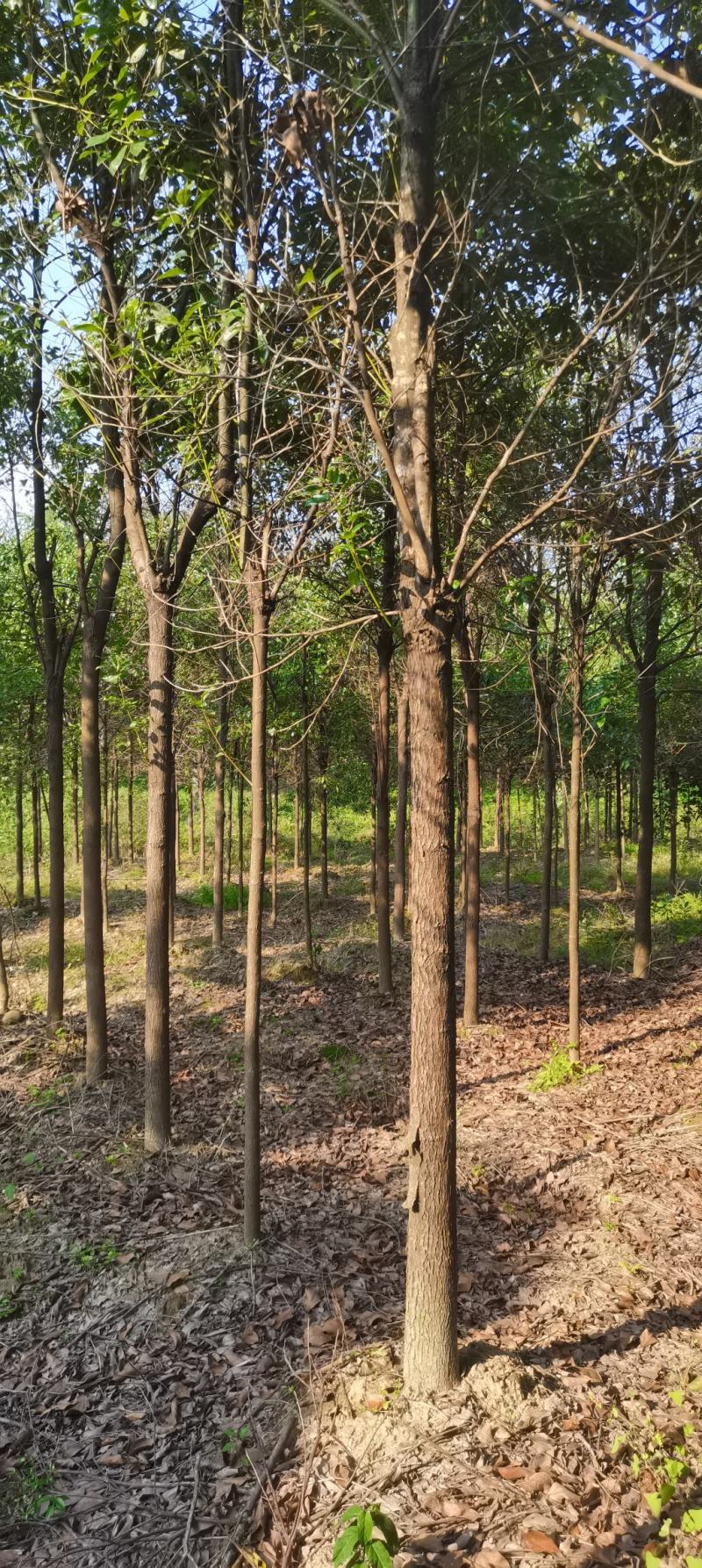 苗圃长期供应大小规格香樟，8公分香樟江西直供，精美树形