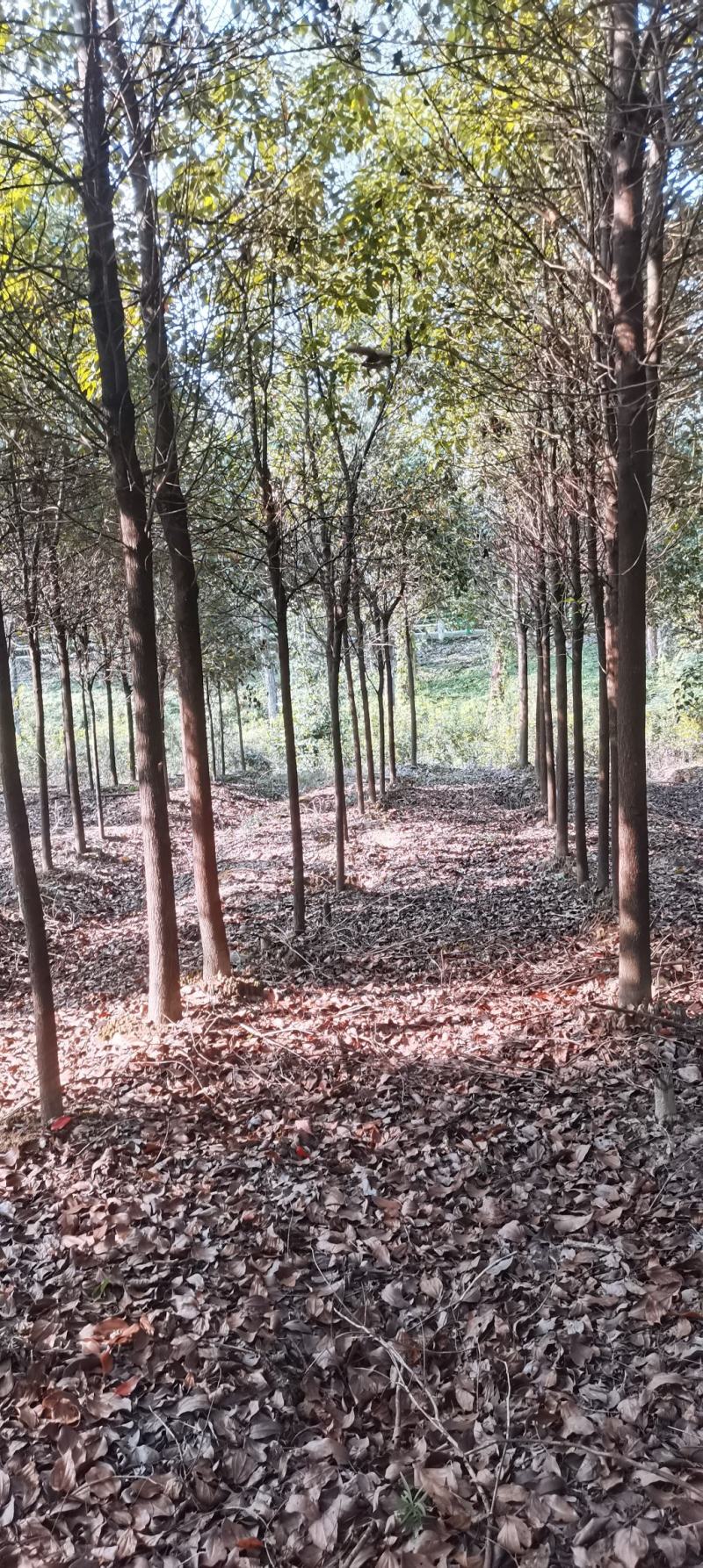 苗圃长期供应大小规格香樟，8公分香樟江西直供，精美树形