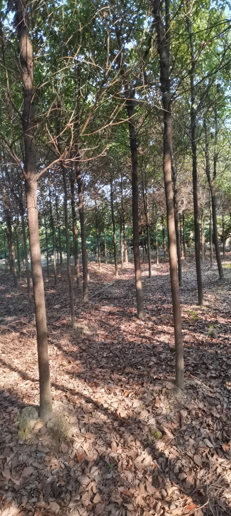 苗圃长期供应大小规格香樟，8公分香樟江西直供，精美树形