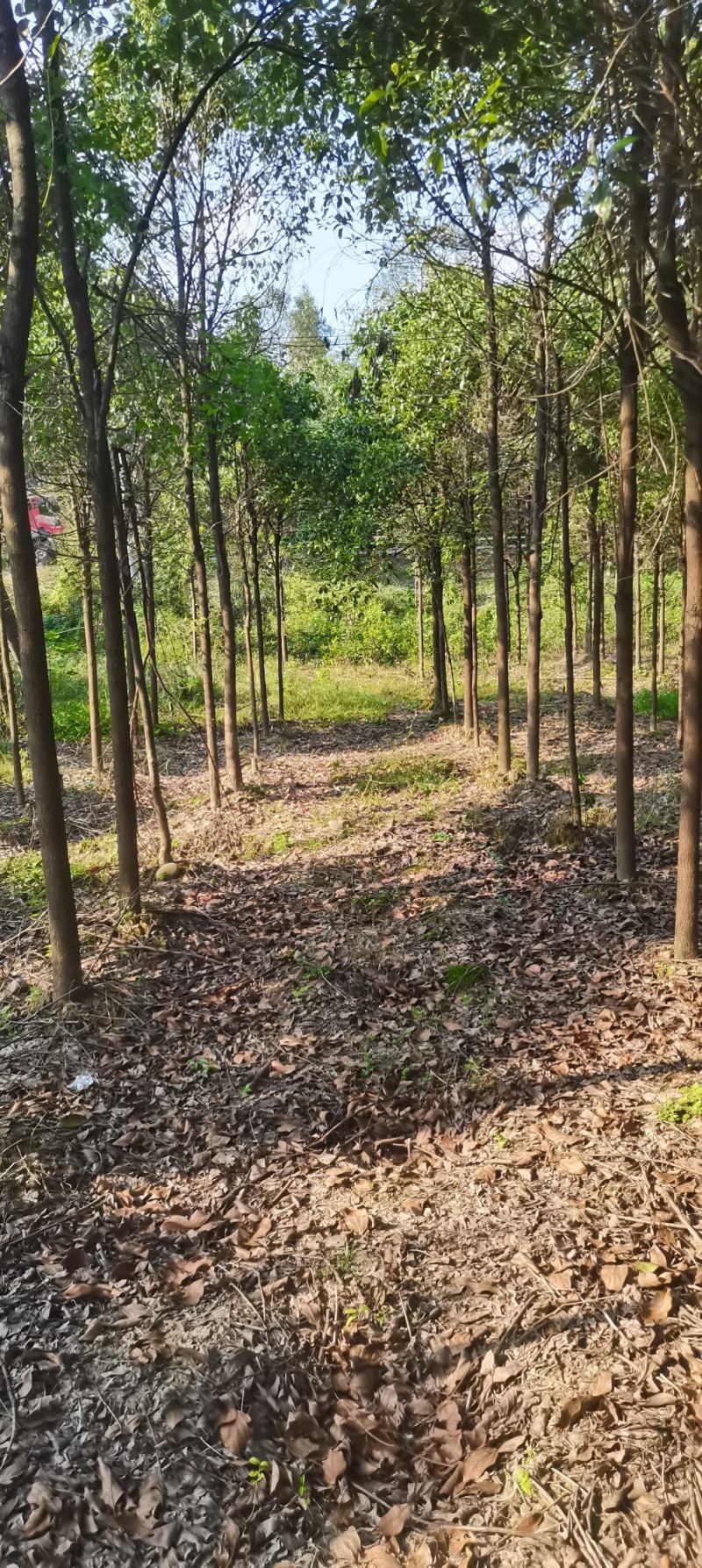 苗圃长期供应大小规格香樟，8公分香樟江西直供，精美树形